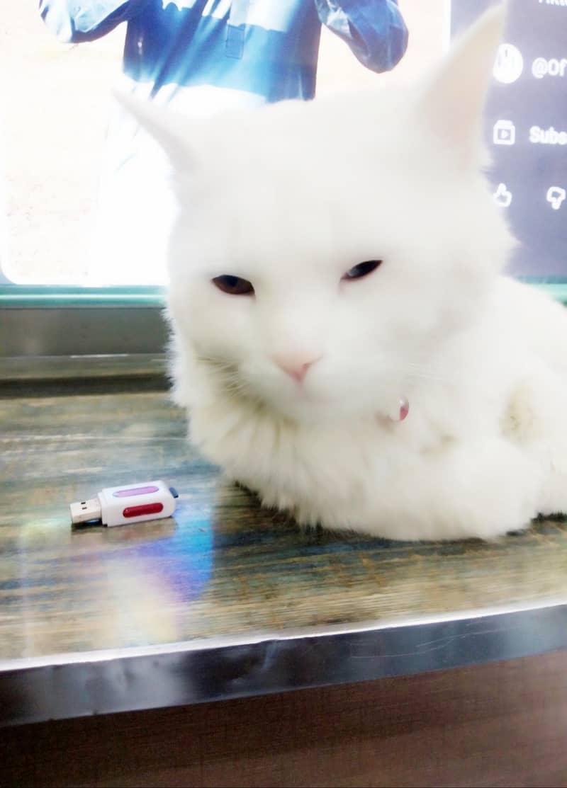 persian cate 1