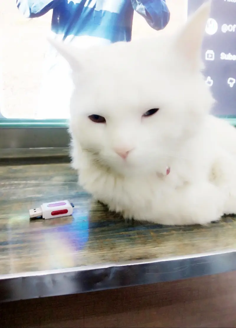 persian cate — photo 2