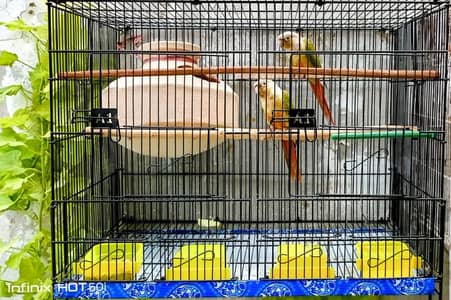 pineapple conure pair