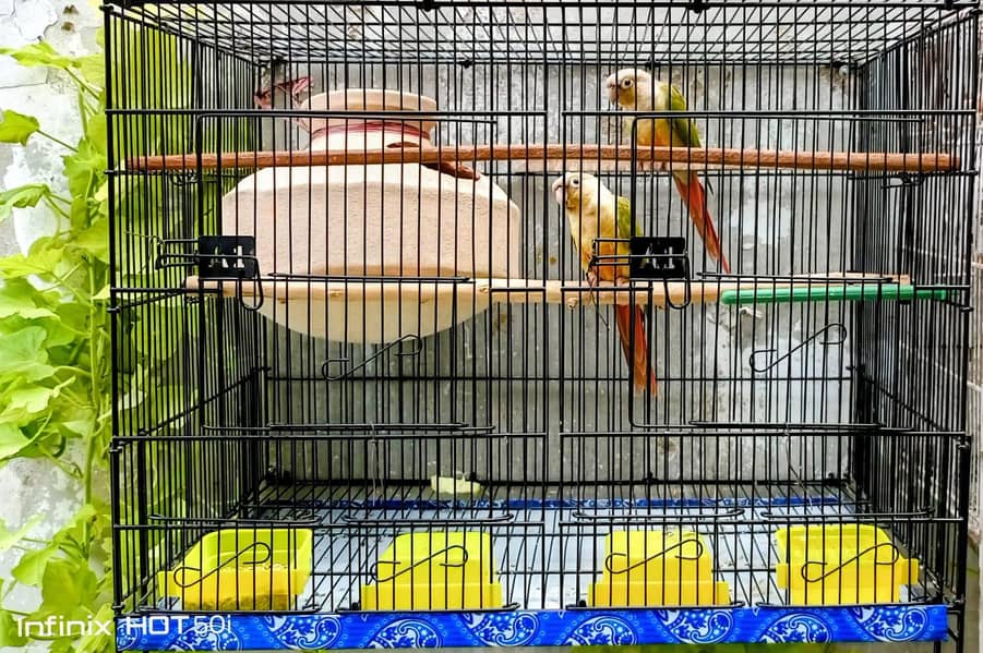 pineapple conure pair 0