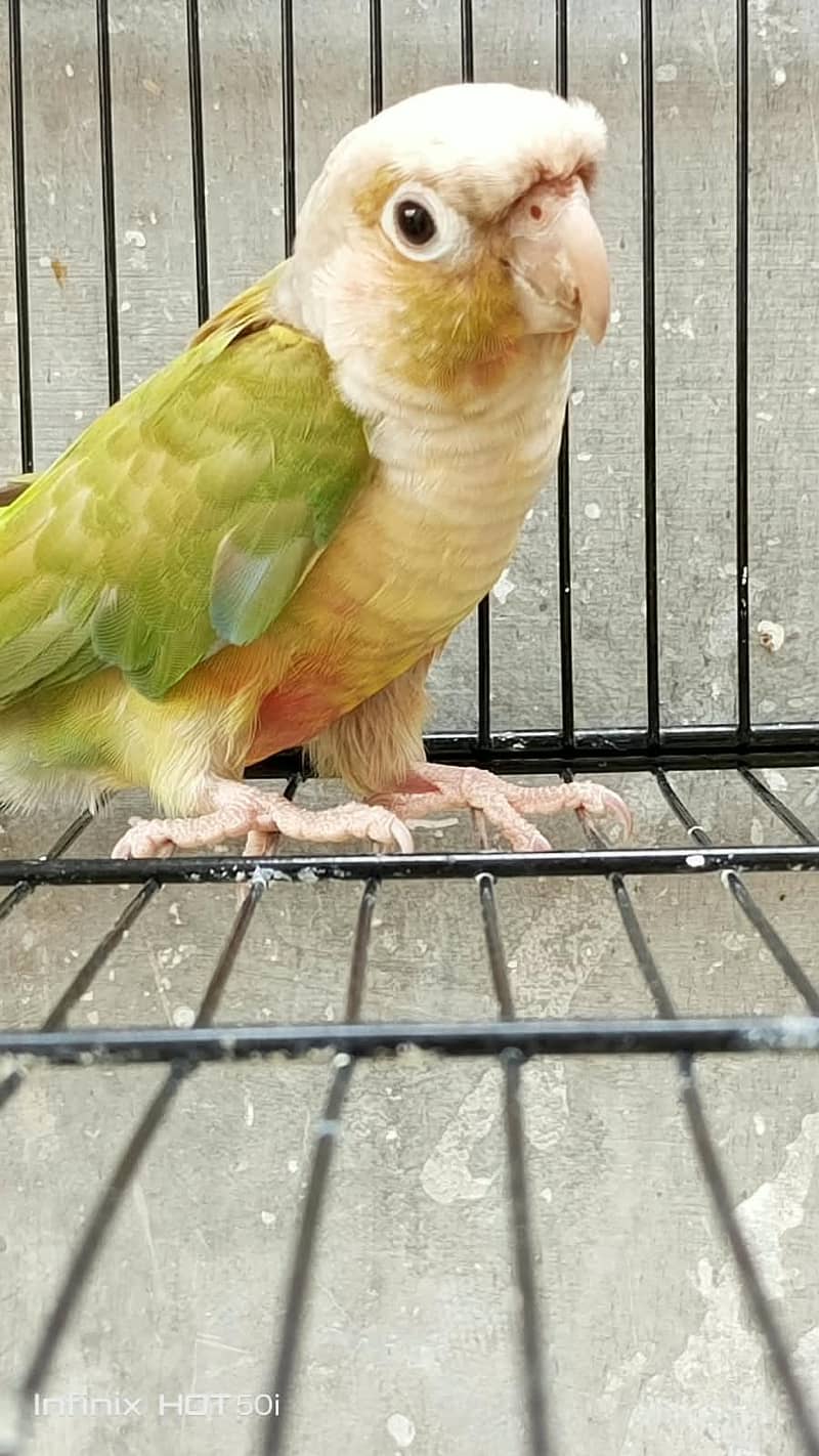 pineapple conure pair 1