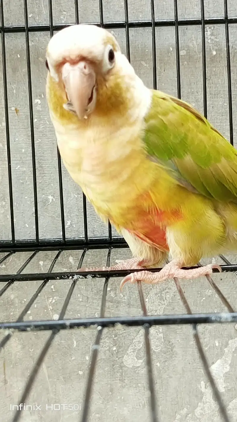 pineapple conure pair — photo 3