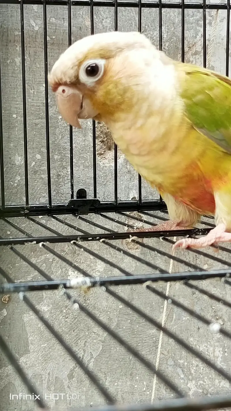 pineapple conure pair — photo 4