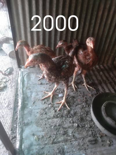 murgy or murgia or chicks