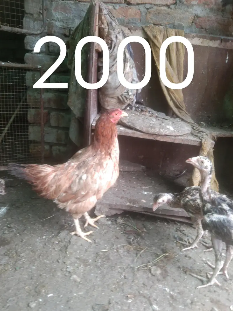 murgy or murgia or chicks — photo 2