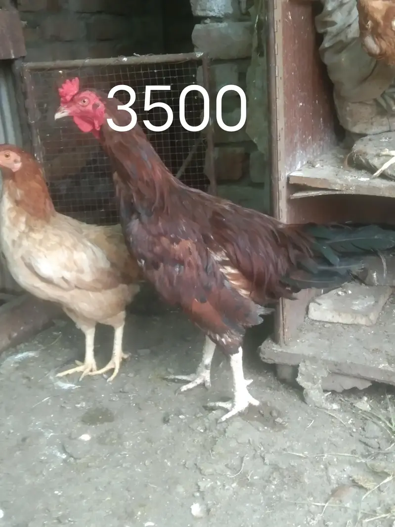 murgy or murgia or chicks — photo 4