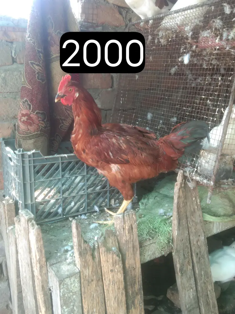 murgy or murgia or chicks — photo 7