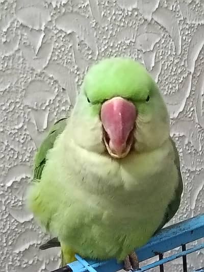Talking Raw Parrot Female.