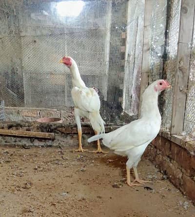 selling herra pair