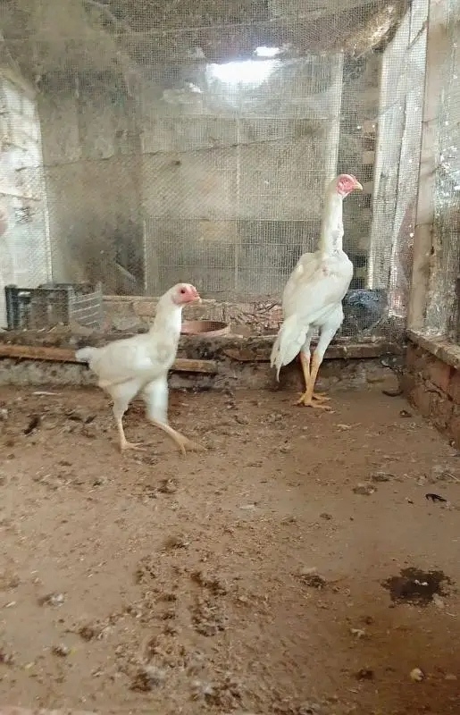 selling herra pair — photo 3