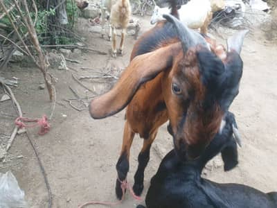 bakra for sell read description then message