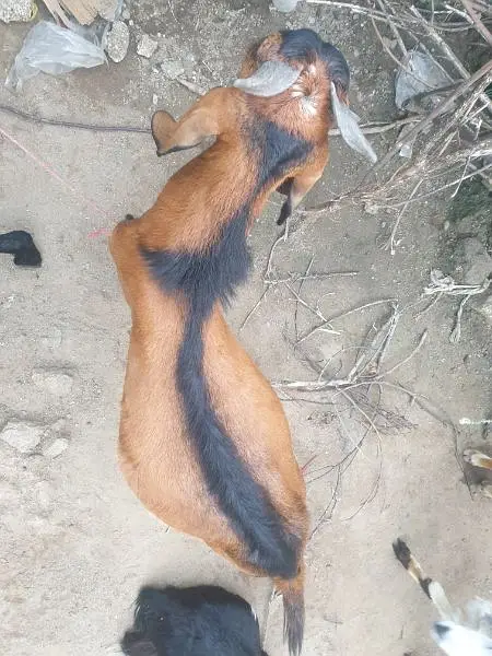 bakra for sell read description then message — photo 2