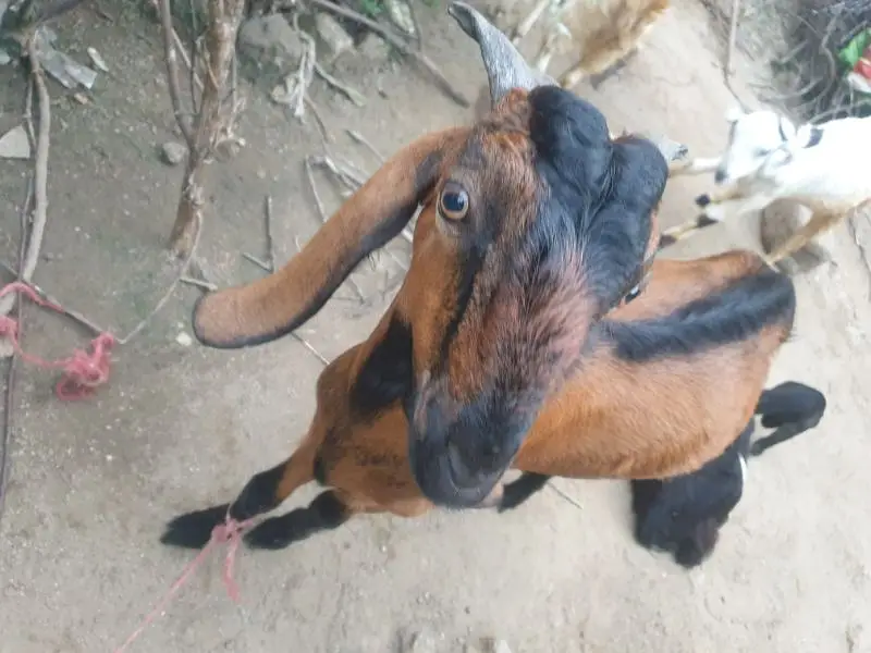 bakra for sell read description then message — photo 3