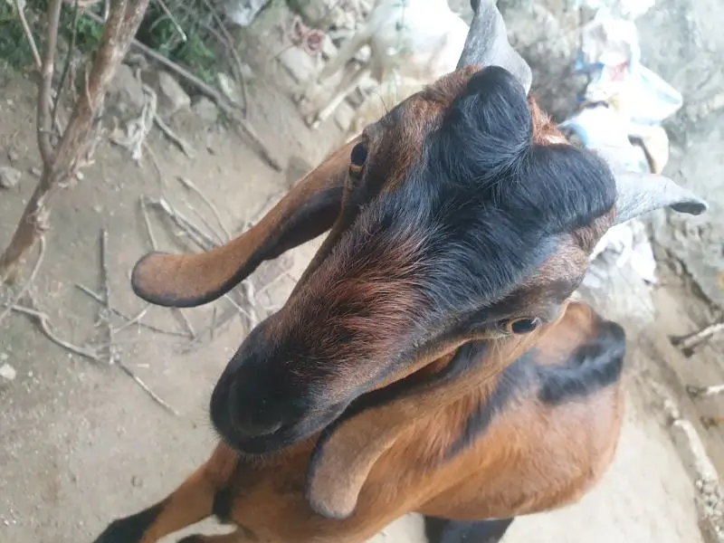 bakra for sell read description then message — photo 4