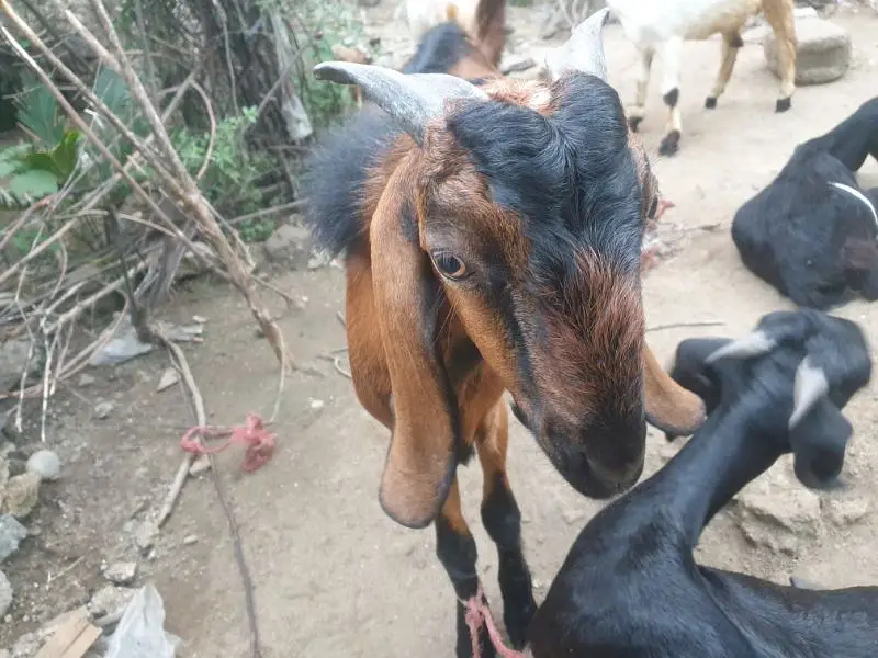 bakra for sell read description then message — photo 5