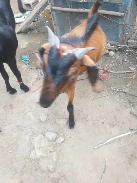 bakra for sell read description then message — photo 6