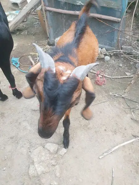 bakra for sell read description then message — photo 7