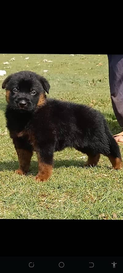 German Shepherd male dog for sale