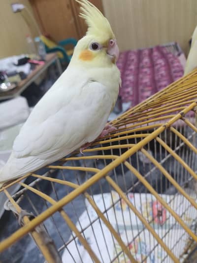 lutino cocktail pair hand tame