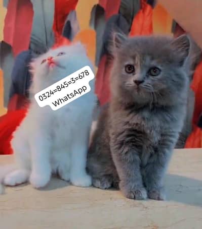Persian cat for sale male  femal my   0324845367eight hai WhatsApp