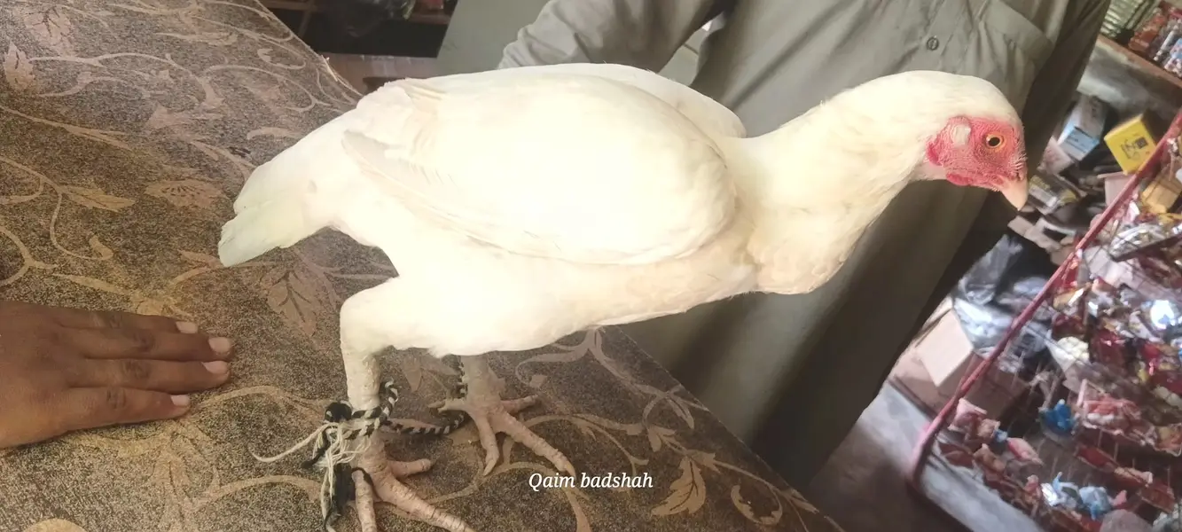 Pure aseel madi zar dum in white colour — photo 3
