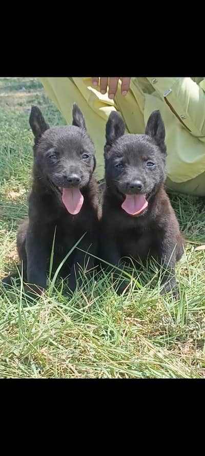 Black German shepherd pair / double coat / GSD
