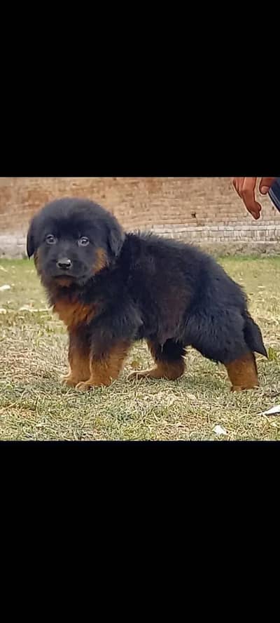 German shepherd double coat male for sale