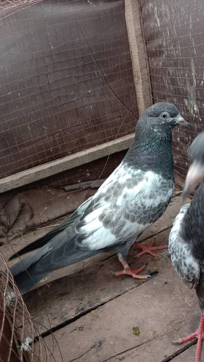 freouzpuri bachay,zerra pair and females