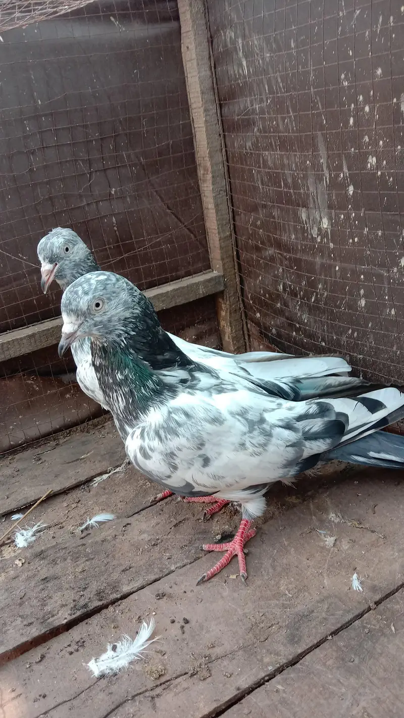 freouzpuri bachay,zerra pair and females — photo 3