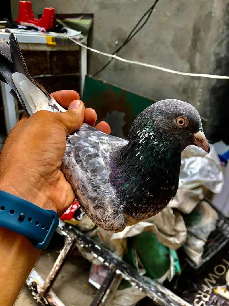 original dadwala wala jora mehro wala teddy — photo 2