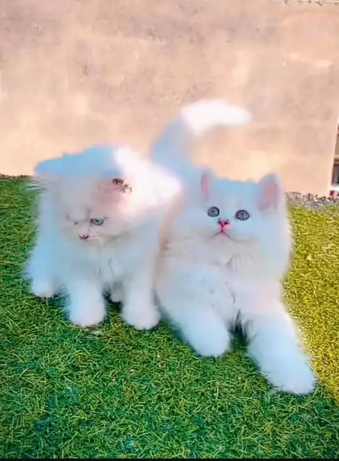 (Persian female kitten) (for sale all) (Pakistan delivery available) — photo 2