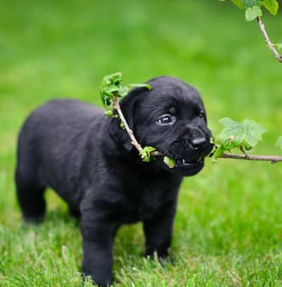 Labrador retriever puppies 0330*540611*five