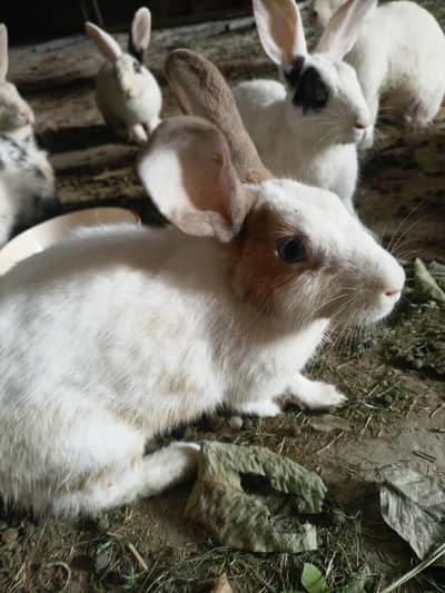 Desi rabbit brown and black (10 rabbit)