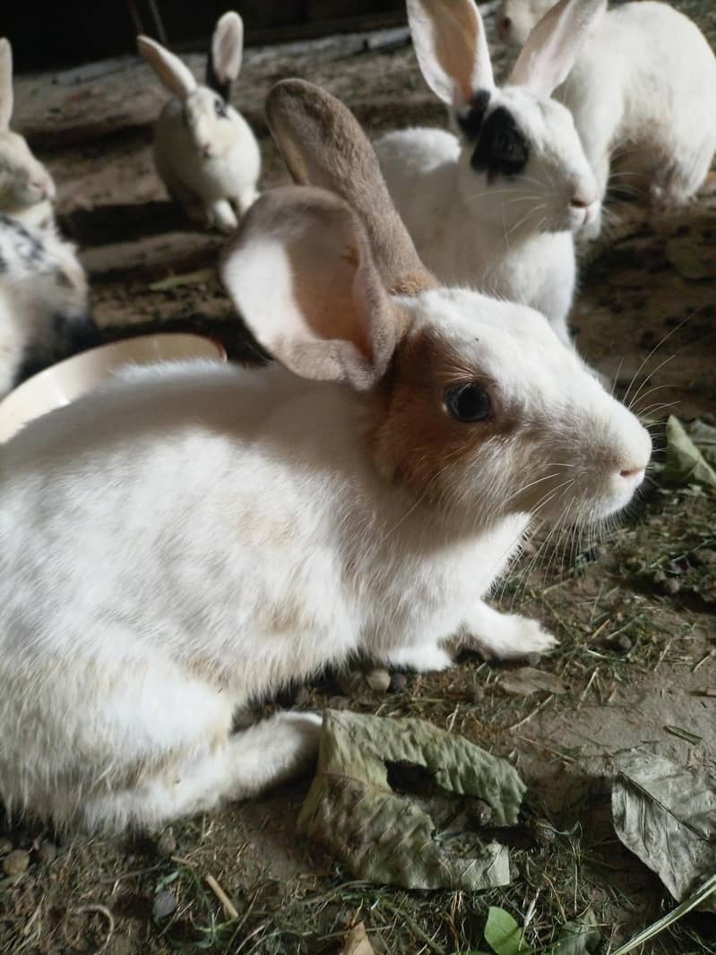 Desi rabbit 0