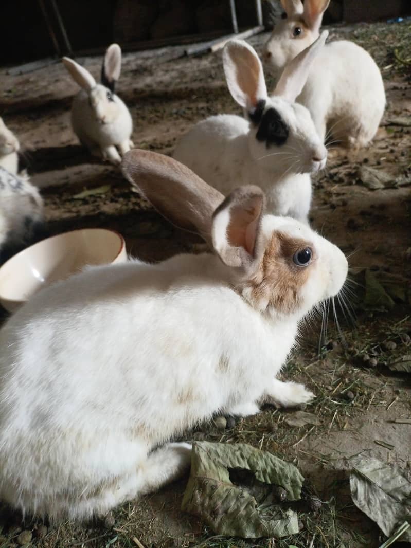 Desi rabbit 1