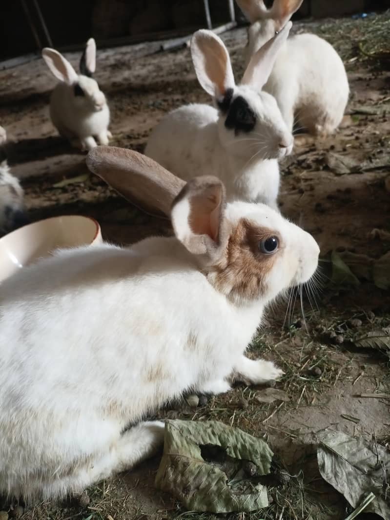 Desi rabbit 2