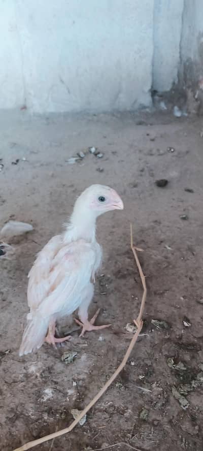 Indian parrot beak aseel