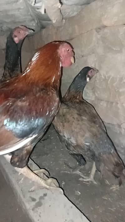 aseel madi eggs lying active and healthy.