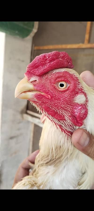 indian parrot beak murga for sale 03074968775