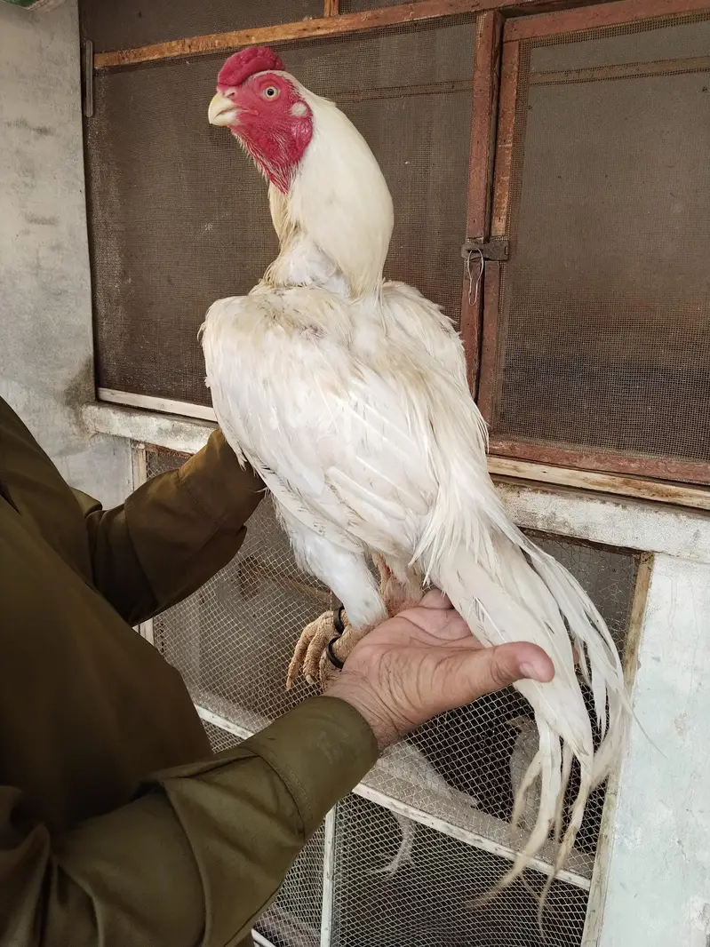 indian parrot beak murga for sale 03074968775 — photo 2