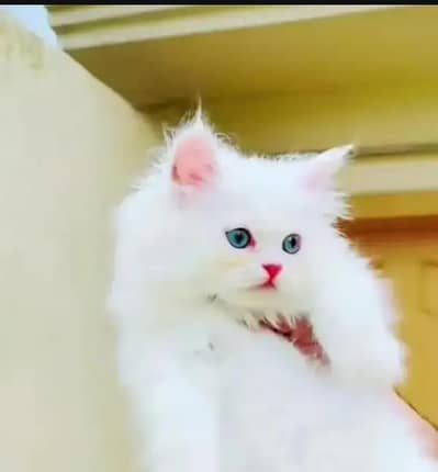 (Persian female kitten) (for sale all) (Pakistan delivery available)