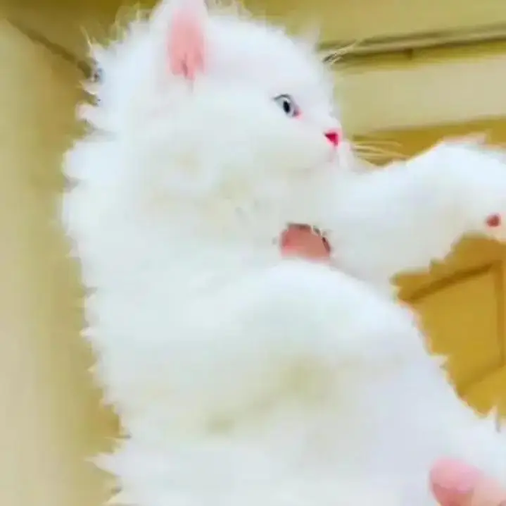 (Persian female kitten) (for sale all) (Pakistan delivery available) — photo 2