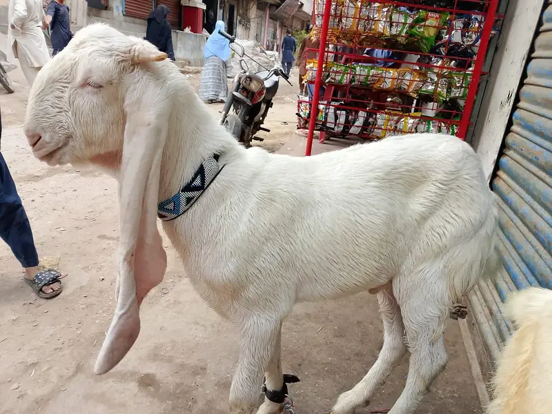 ghulabi bakry — photo 6