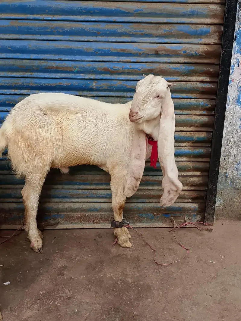 ghulabi bakry — photo 8