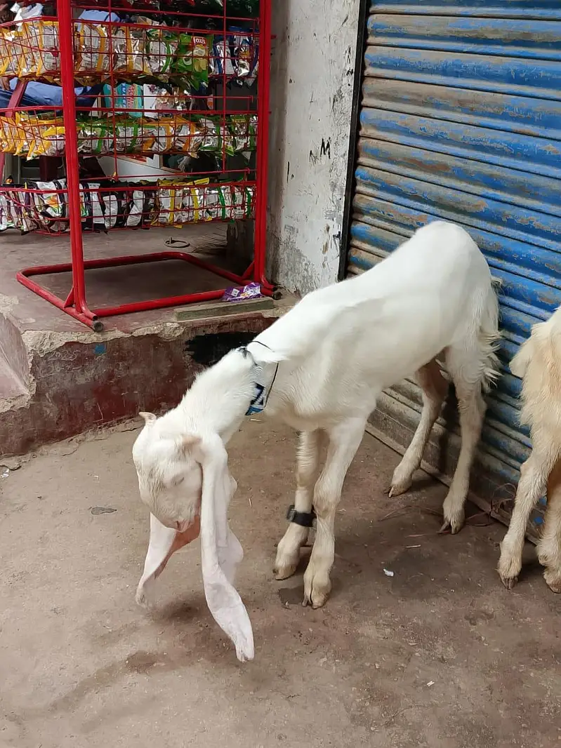 ghulabi bakry — photo 10