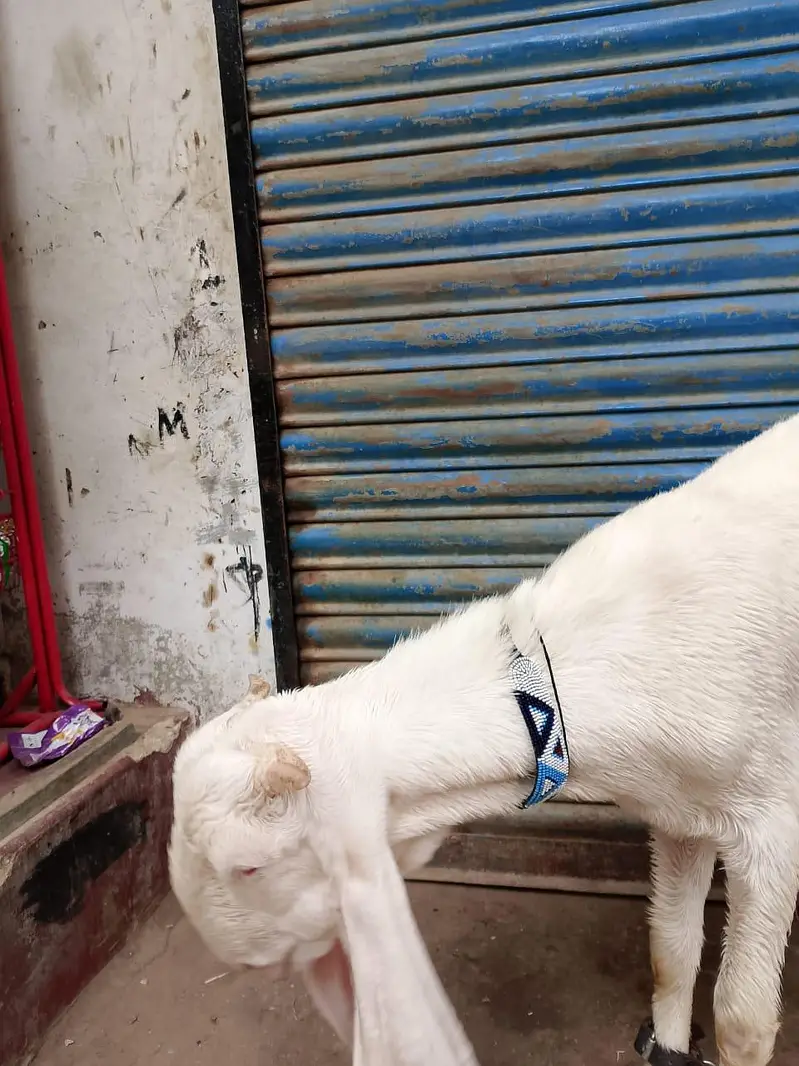 ghulabi bakry — photo 12