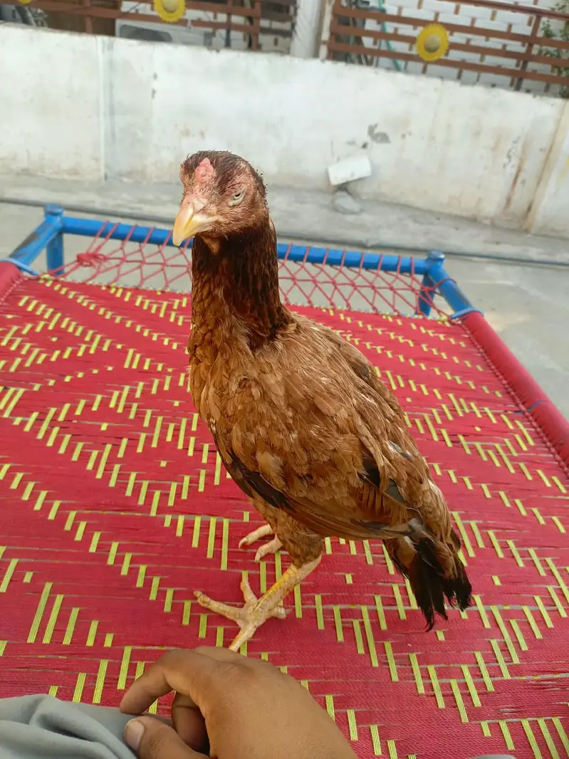 Aseel morga aseel morgi — photo 2