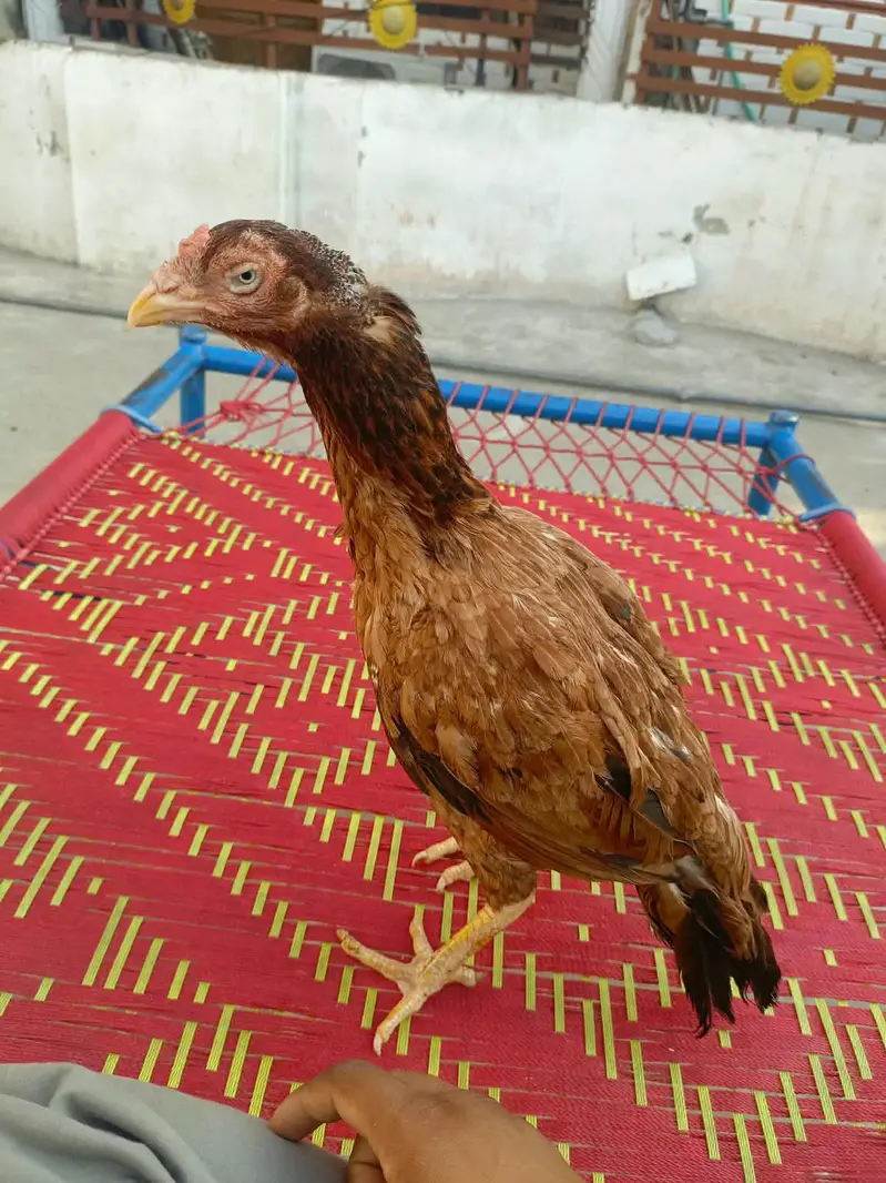 Aseel morga aseel morgi — photo 3