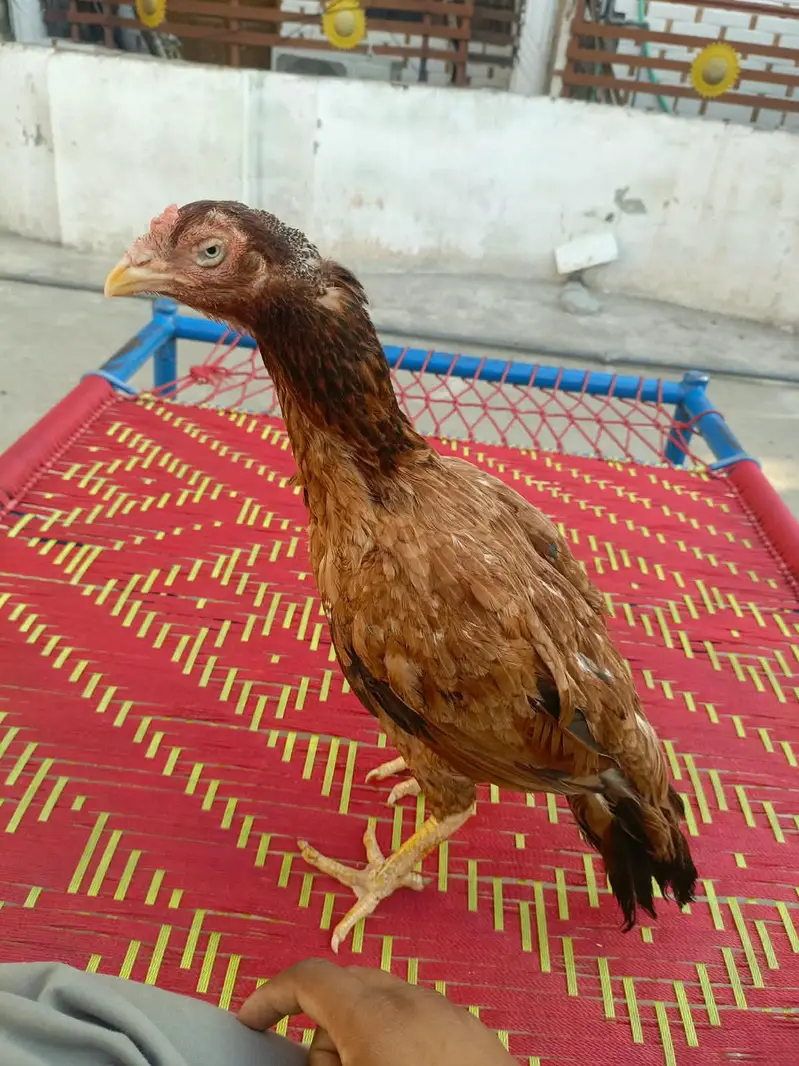 Aseel morga aseel morgi — photo 4