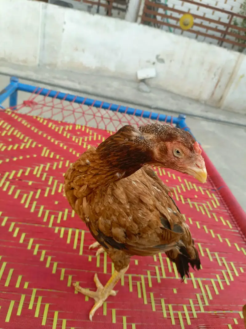 Aseel morga aseel morgi — photo 5